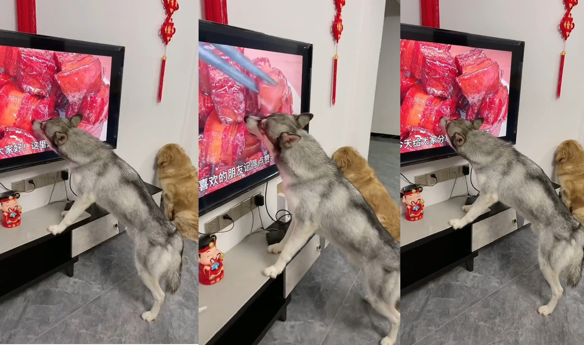 The Dog Licks a Juicy Steak But Its Inside The Television, The Video Clip Has 9 Million Views. [Video]